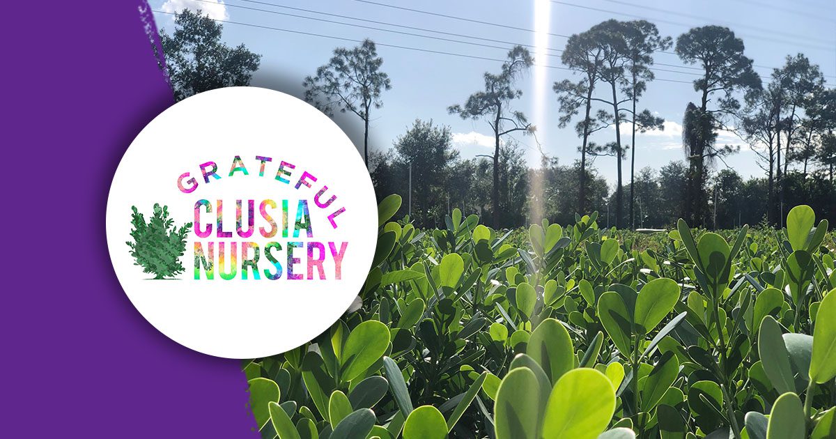 February Blog ImagesBlog2 Clusia hedges